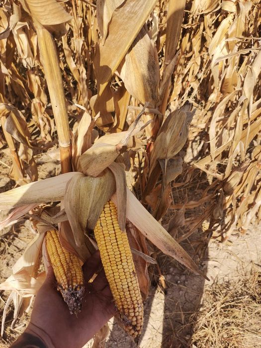 Царевица - Зърно