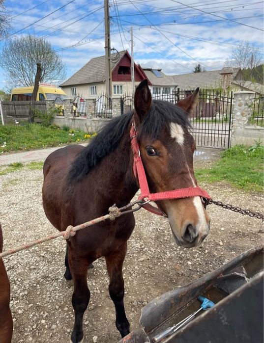 Vând o pereche de mânji