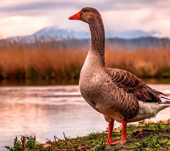 Корм для кур и кроликов