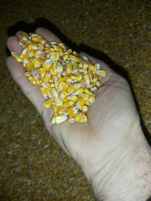 Porumb boabe producție 2025