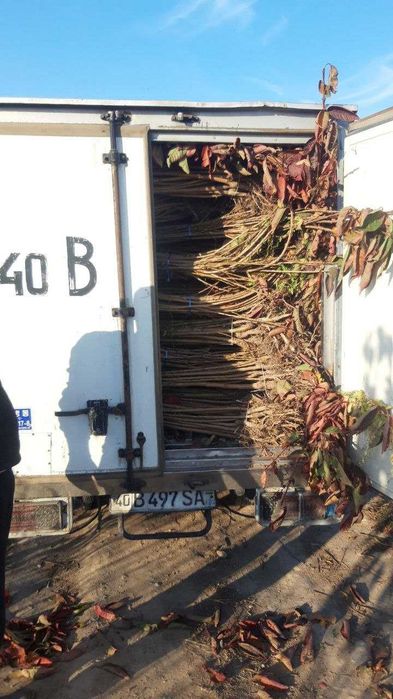 Мевали декоратив 100% ишончли кучатлар,Тераг,Павлония,