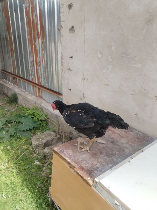 Продам птицу даканиху