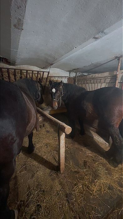 Vand manz de 1 an si 9 luni