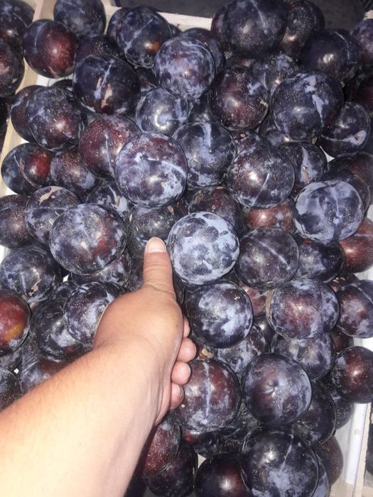 QOROLI kuchatlari eng yangi sortlar sortiga qonuniy kafolat beriladi