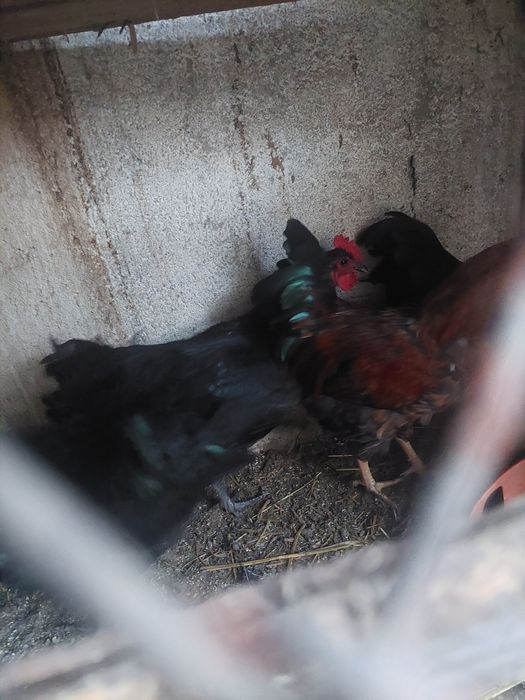 Cocosi tineri foarte frumosi