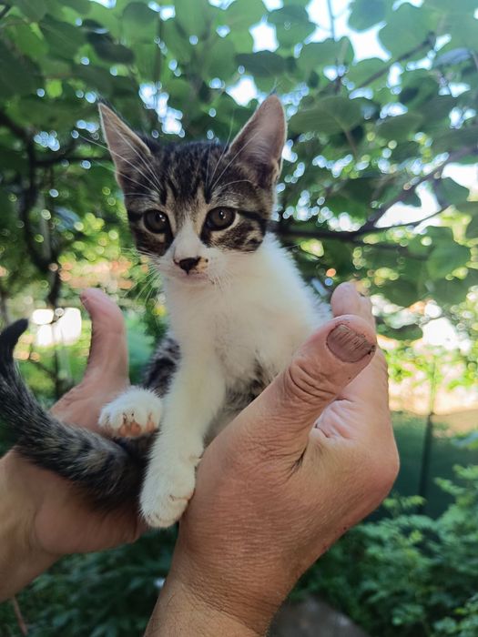 Подарявам  котета на около 2 и 3 месеца