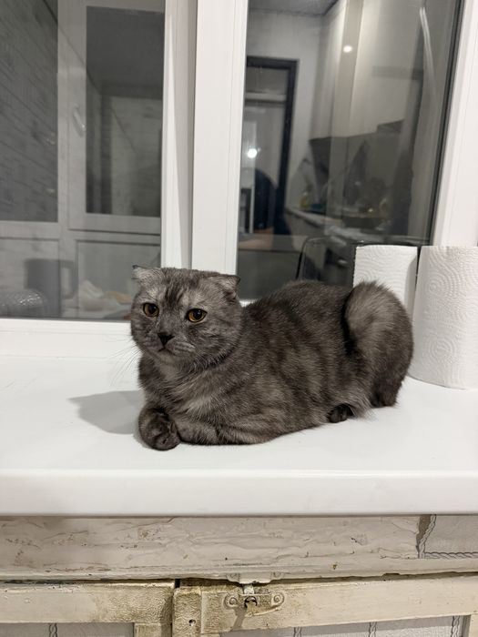 отдам кота бесплатно