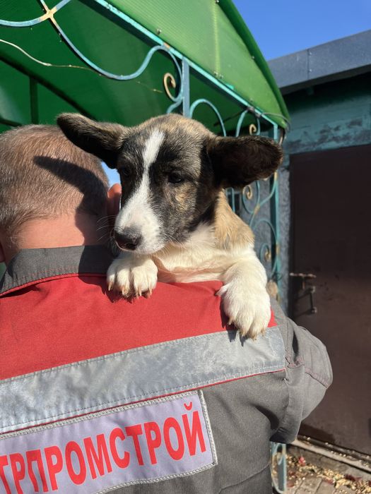 Вельш корги кардиган