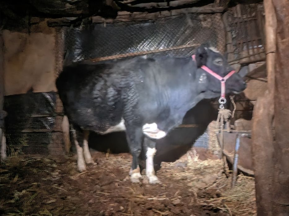 Sigir 3-qorin, bug‘o‘z 7 oylik