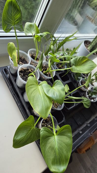 Продам деток растений