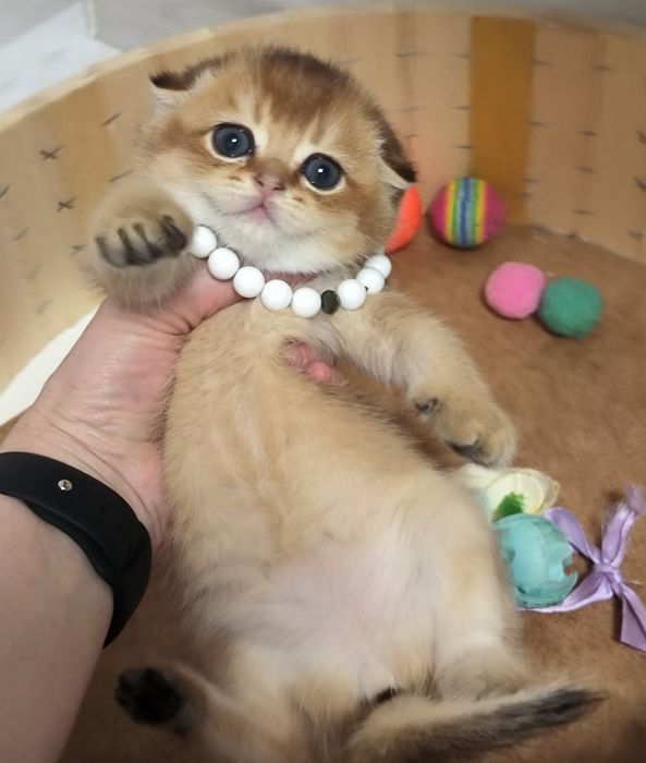 Котята чистокровные