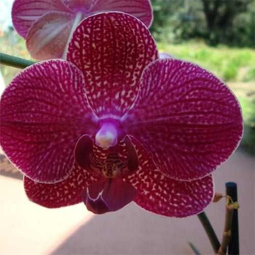 Орхидея фаленопсис Кимоно