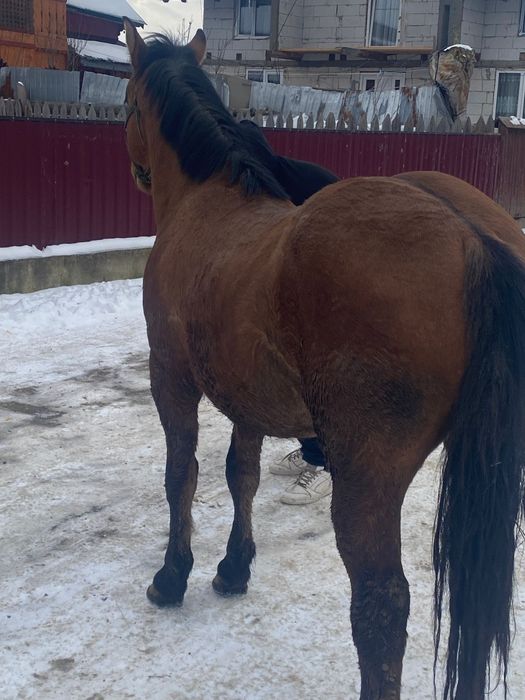 Mânz de 1.6 luni de vânzare