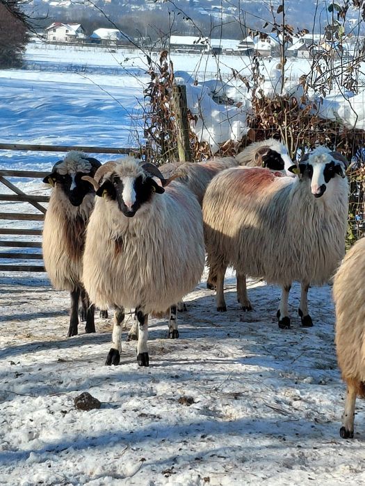 5 miori la prima fatare pentru pretentiosi