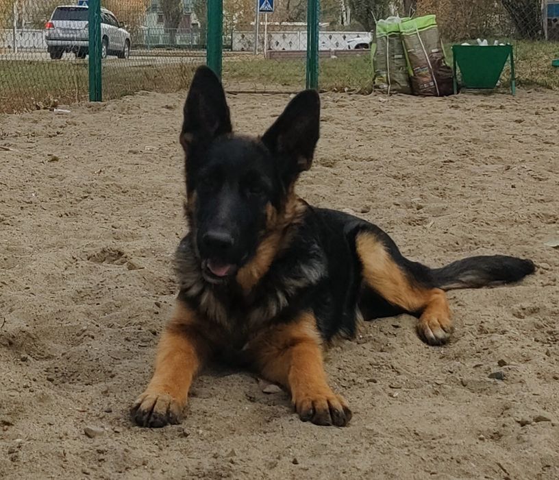 Продам.Немецкая овчарка.