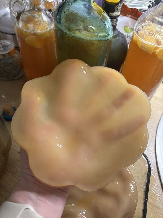Kombucha SCOBY  kit