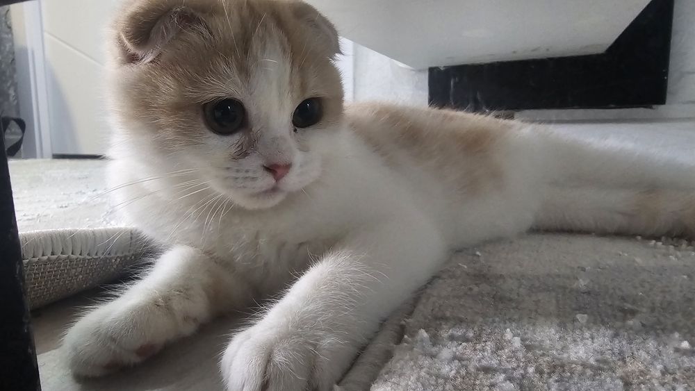 Продаётся котенок шотландский вислоухий  (скоттиш-фолды)