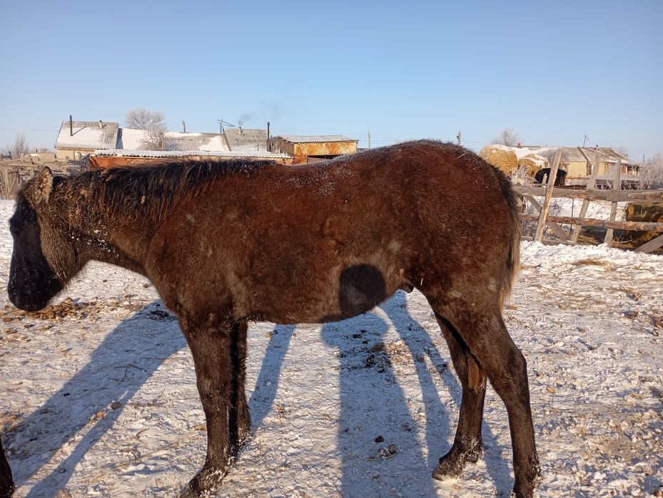 Обменяю жеребенка жеребчик