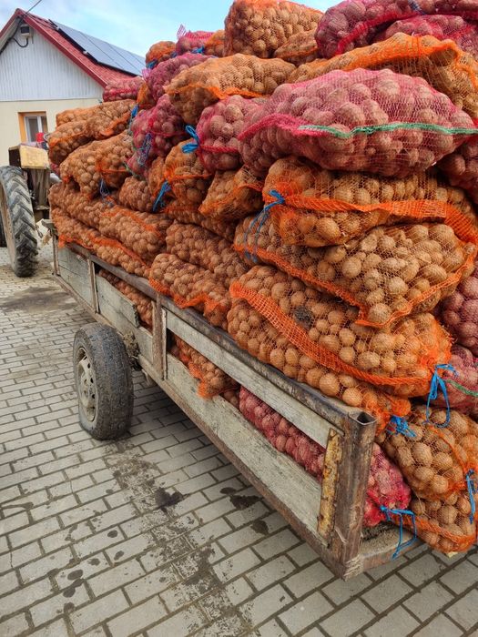 Vand cartofi pentru animale