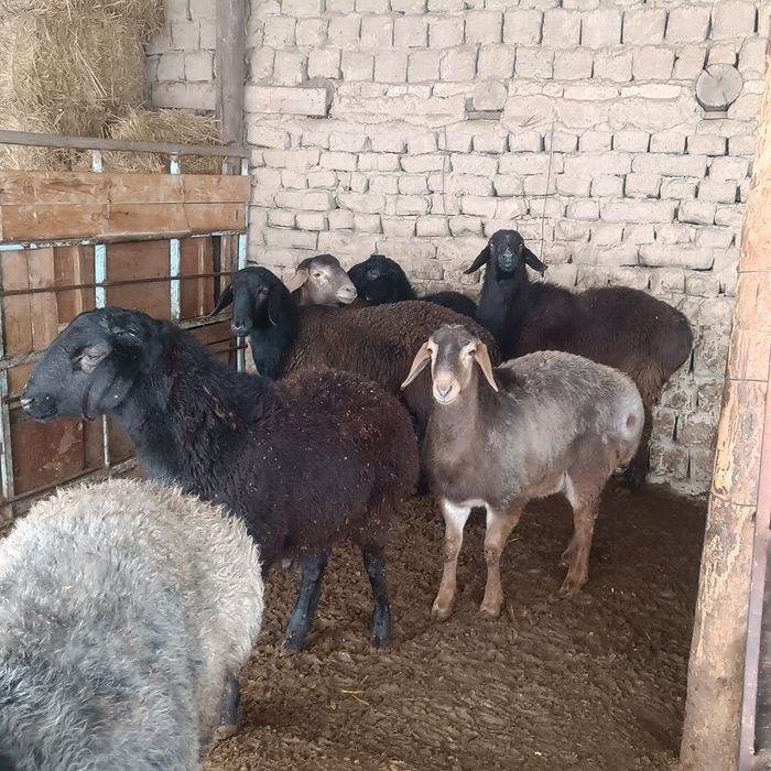 Токты-кошкарлар сатылады