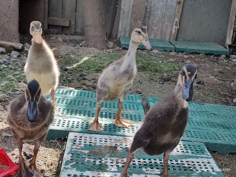 Boboci rata Indiana alergatoare, oua pentru incubat, exemplare adulte