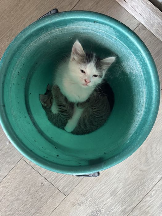 Отдам котят в хорошие рука