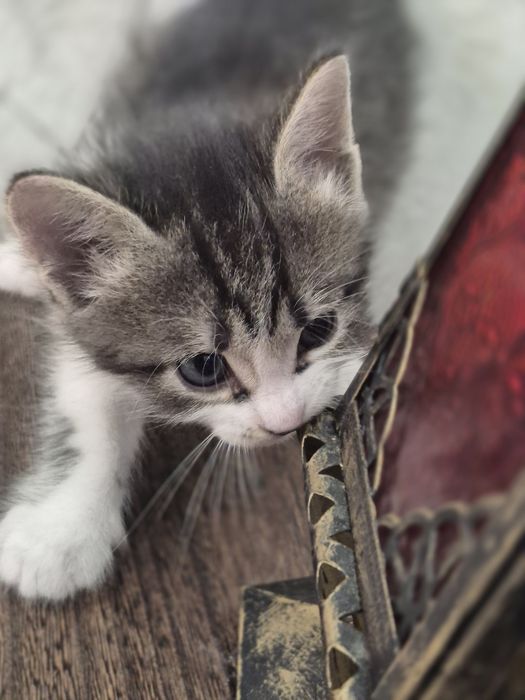 Котята бесплатно