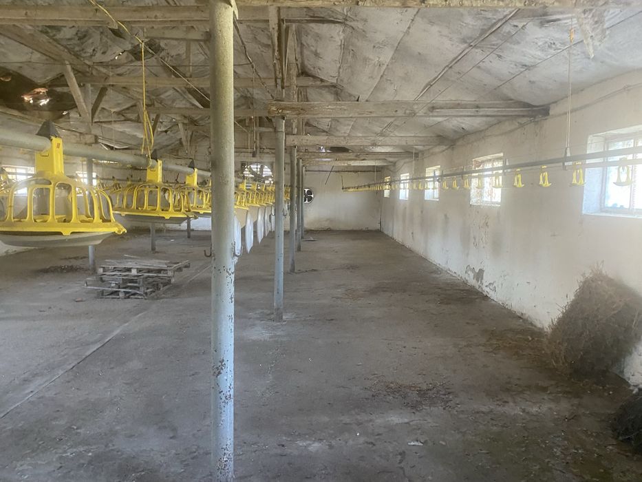 Linie furajare pui curcani