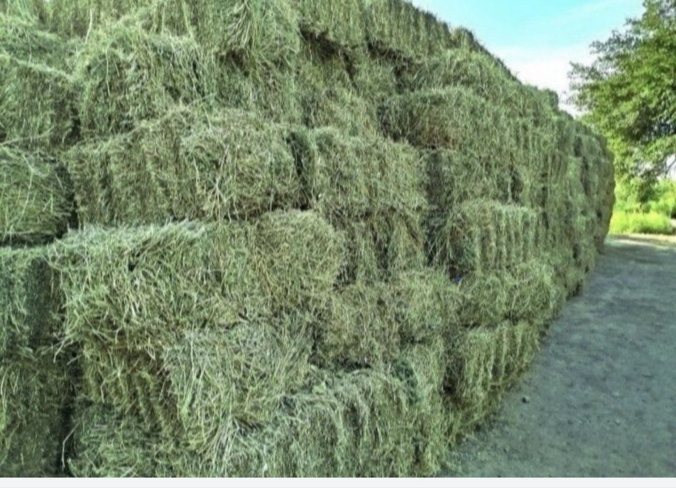 Arzon narxda beda pres sotiladi