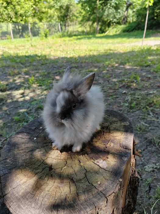 Vând iepuri cap de leu rasă pură