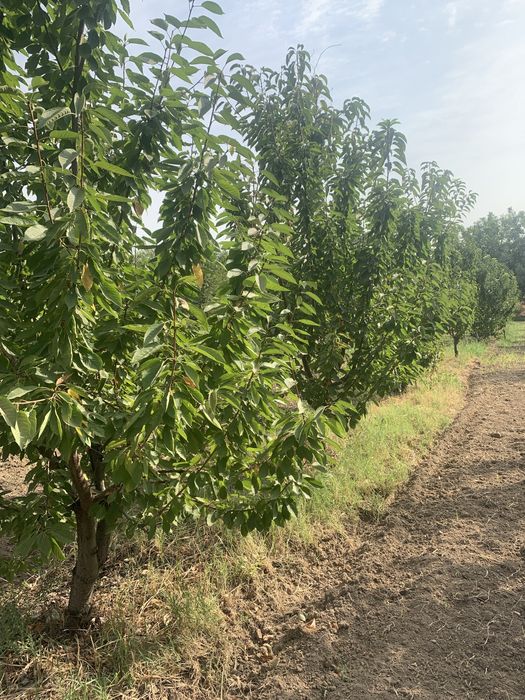 Bog’ maydoni 30 sotx giloz bog 100ta kochat bor