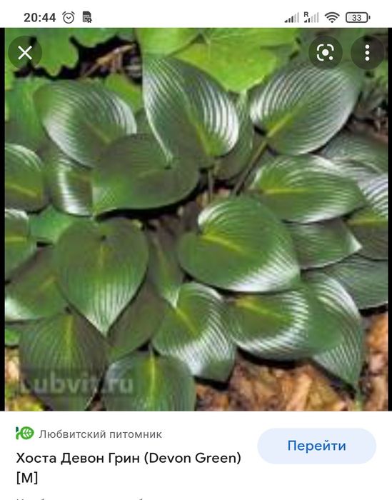 Продам хосты недорого