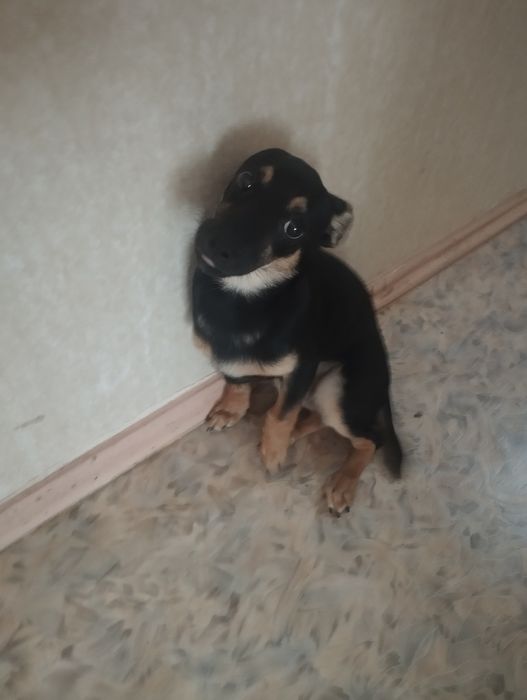 карликовый пинчер