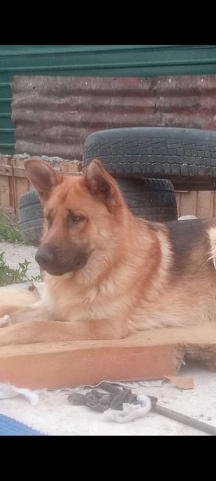 Продам щенков немецкой овчарки