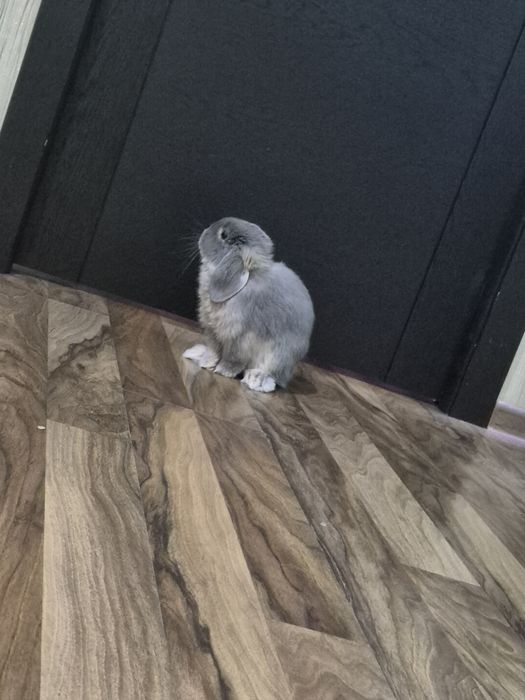 Самец минилоп ищет самку