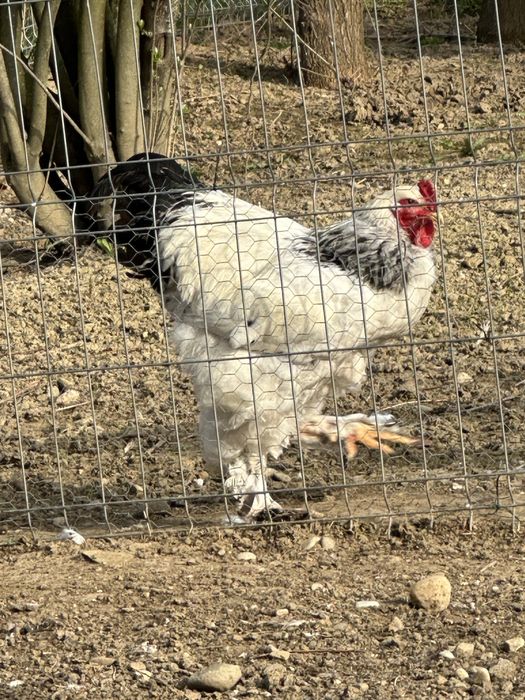 Matase Japoneza Cocos 3-4 luni