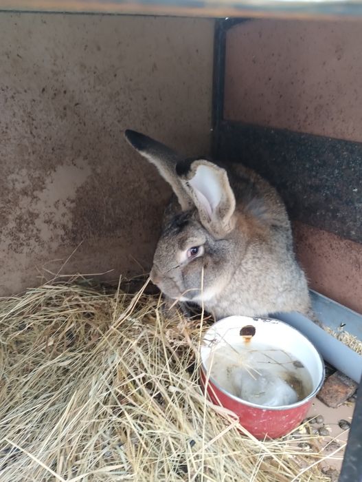 Iepuri uriaș german