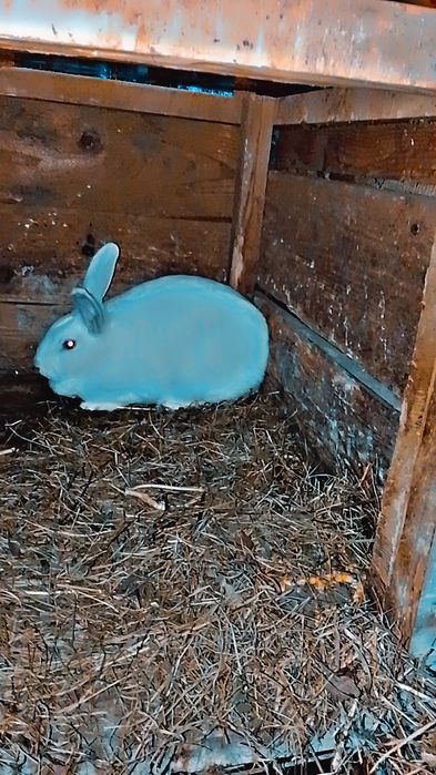 Schimb iepuri de 5 luni cu uriaș german  din zona reghin