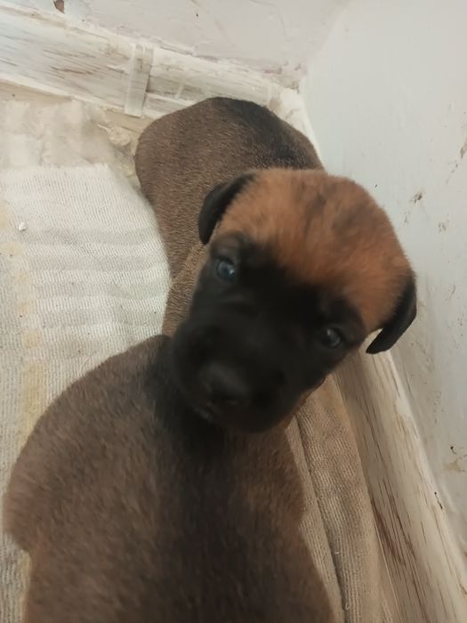 Отдам малышек в добрые руки