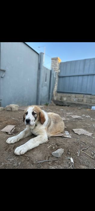 Тобет кушиги сатылады