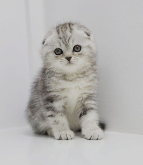 Котята  шотландские _
