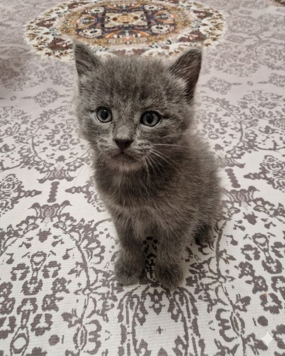 Отдам котят в добрые руки