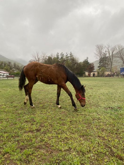 Ұрғашы тай сатылады