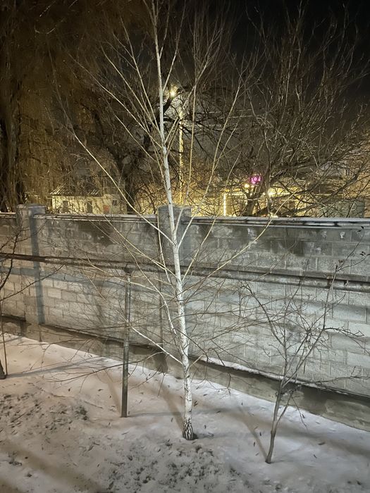 Березы деревья, высота примерно 2-3 метра