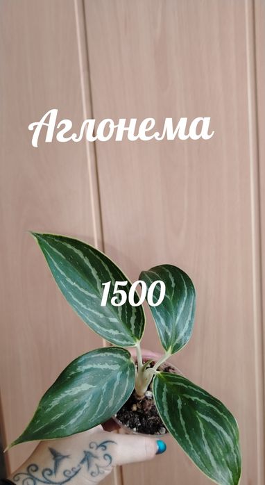 Продам комнатные растения, возможен обмен