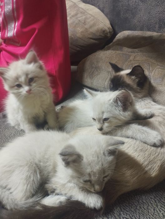 Отдам котят в добрые руки