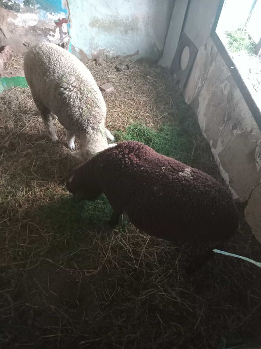Mioare tinere de vanzare