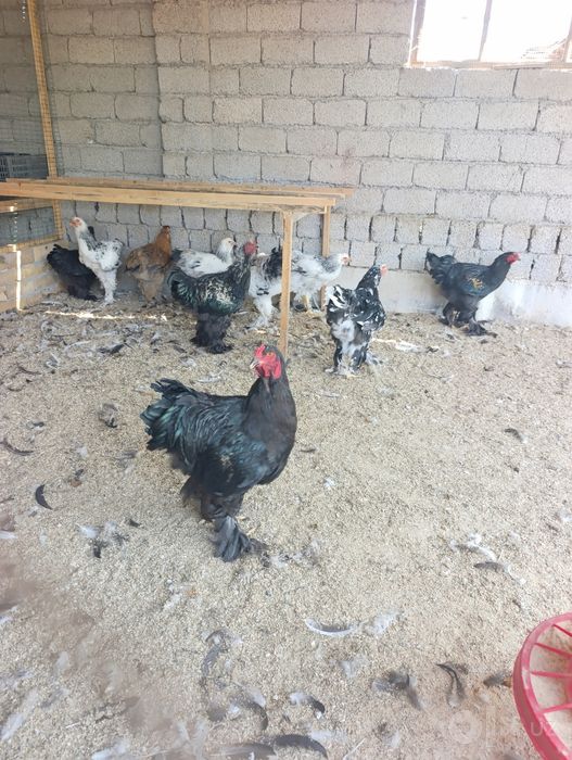 Продам петушков брамы