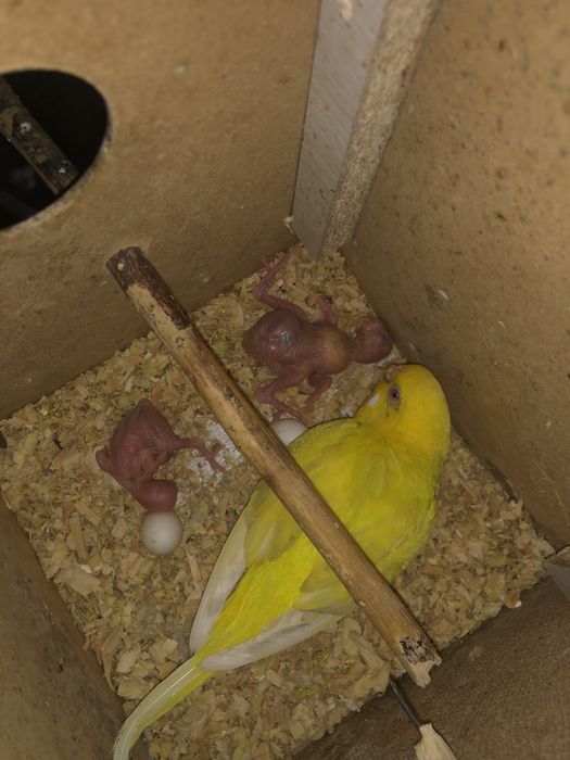 Валнысты папугае сотилади андурка козлари кизил