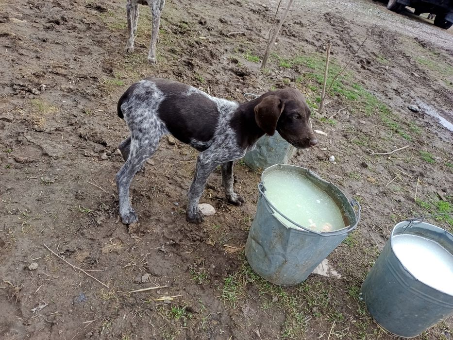 Охотничи собака продам